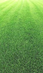 宝坻区塑料工业园污水处理厂草坪工程