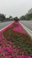 天津中新生态城隔离带花海