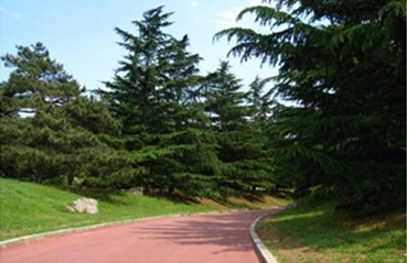 道路铺装